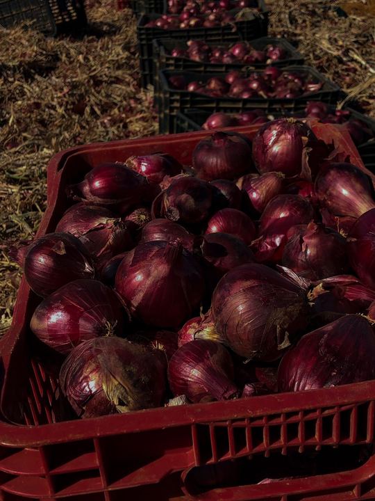 Caixas de cebola roxa enfileiradas no campo
